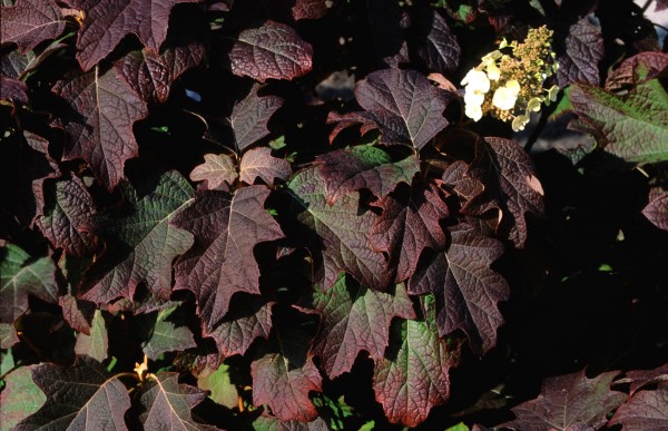 3.quercifolia burgundy 2