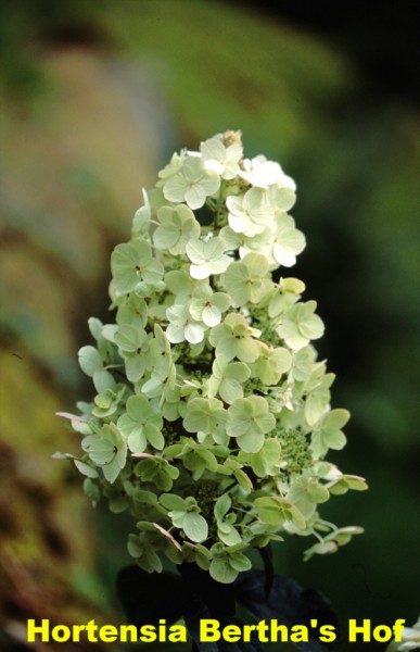paniculata grandiflora