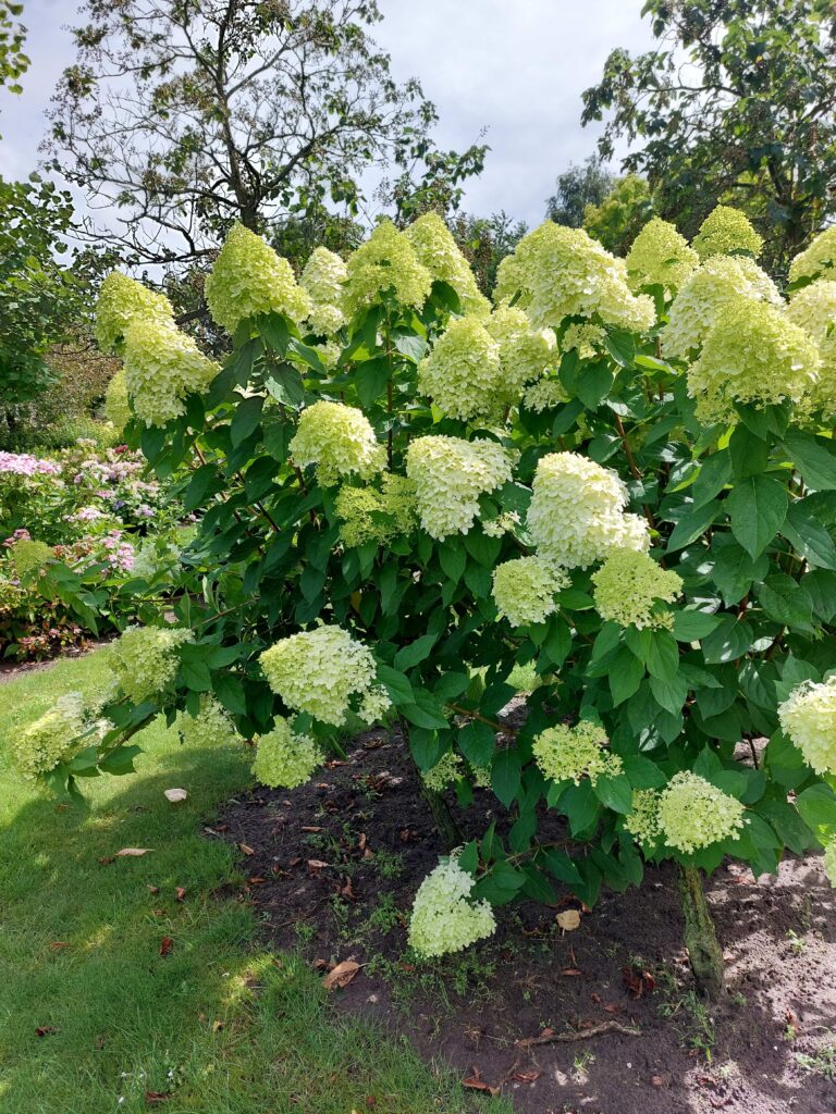 Lime Light op stam in de hortensiatuin