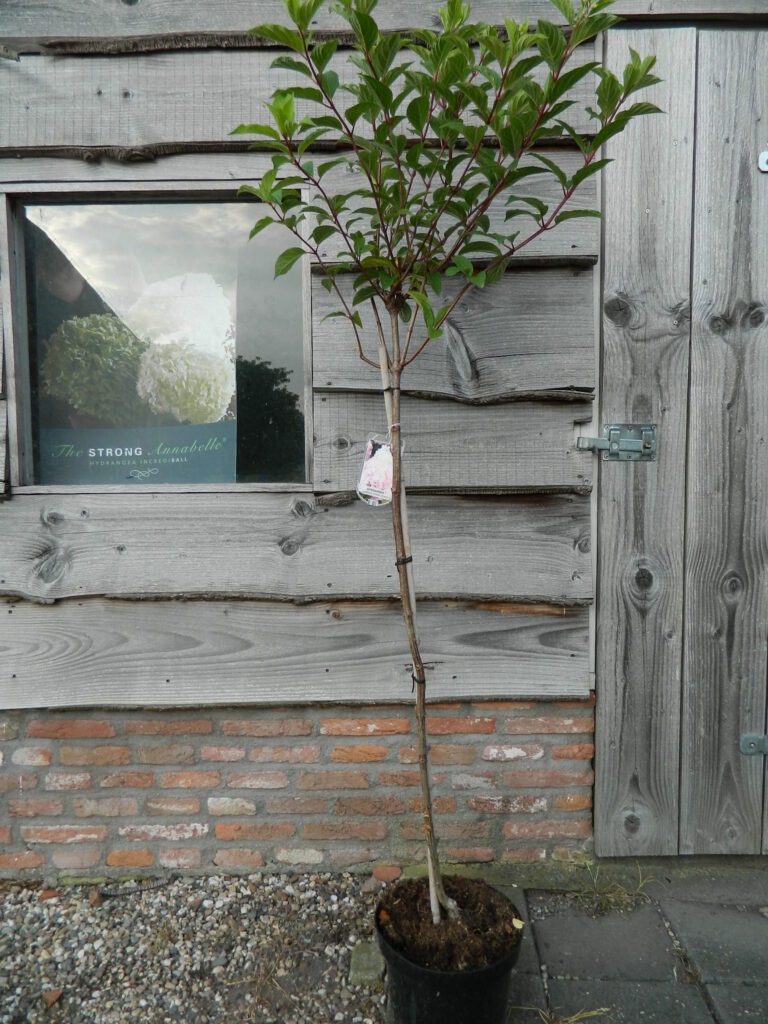 Paniculata op stam